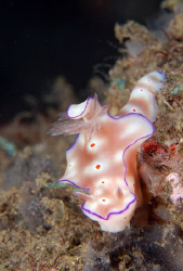Ceratosoma-trilobatum by Dray Van Beeck 